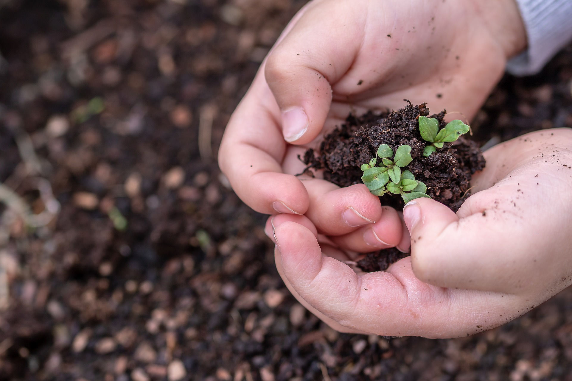 Plant and Seeds