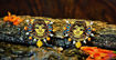 Picture of Earrings with White & Orange Agate Beads - Mural Design (Handpainted Yellow)