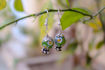 Picture of Bead Earring - Set of 2 (Available in 9 Colors)