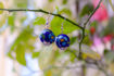 Picture of Bead Earring - Set of 2 (Available in 9 Colors)