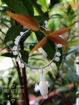 Picture of Pure White Hanging Beads Earring