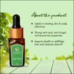 Picture of Essential Oil - Tea Tree