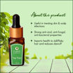 Picture of Essential Oil - Tea Tree