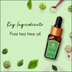 Picture of Essential Oil - Tea Tree