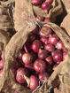 Picture of Red Onions