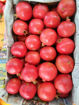 Picture of Pomegranates