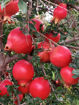 Picture of Pomegranates