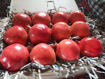 Picture of Pomegranates