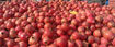 Picture of Pomegranates