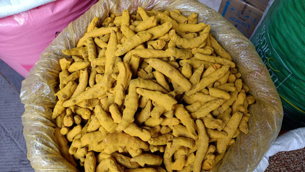 Picture of Turmeric