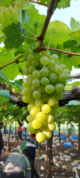 Picture of Grapes