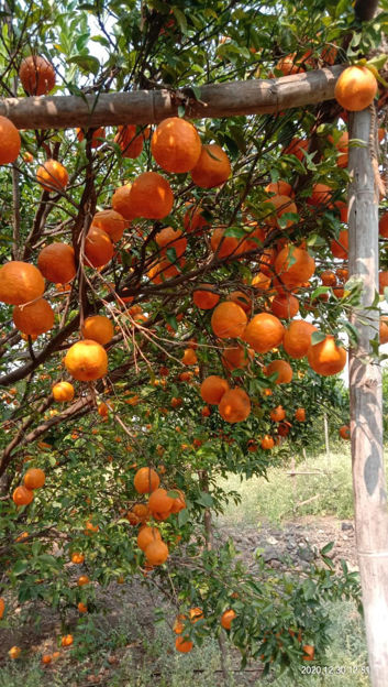 Picture of Oranges