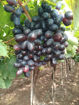 Picture of Black Seedless Grapes