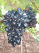 Picture of Black Seedless Grapes