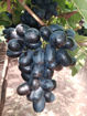 Picture of Black Seedless Grapes