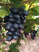 Picture of Black Seedless Grapes