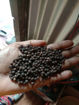 Picture of Black Pepper