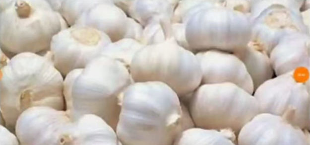 Picture of Garlic