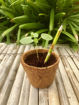Picture of Brown Box Collection: 5 Seed Paper Pencils + 1 Seed Diary + 1 Seed ball
