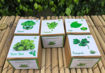 Picture of Gardening All Greens Kits