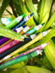 Picture of 10 Plantable Seed Colour Pencils in a Pencil Box