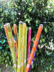 Picture of 12 Plantable Seed Pencils in a Pencil Box