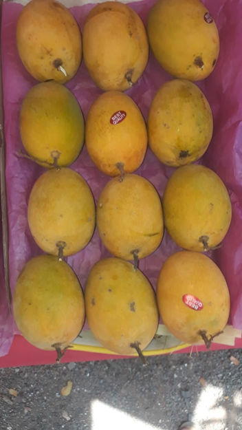 Picture of Ratnagiri Alphonso Mangoes (1Kg, 3Kg or 5Kg)