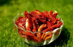 Picture of Dried Tomatoes Slices - Pack of 4