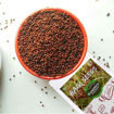 Picture of Ragi Seeds